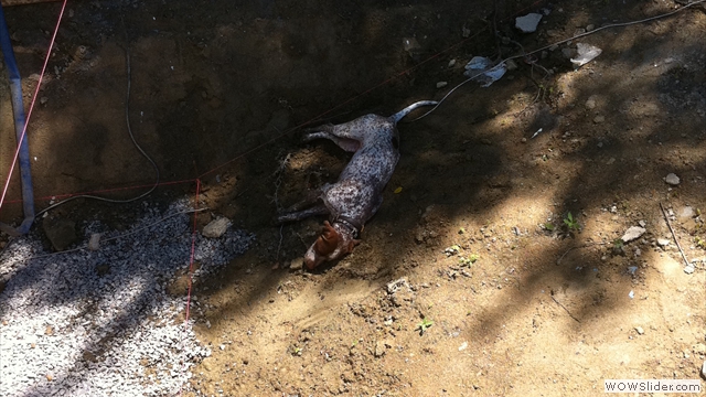 its Ruff! Work, but someones gotta do it! its Ruff! Work, but someones gotta do it!