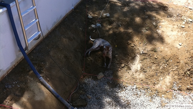 Oliver the Pool Mutt supervising the drainage operation Oliver the Pool Mutt supervising the drainage operation