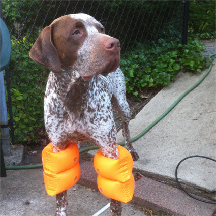 Oliver the Pool Mutt-CTPoolLiner.com